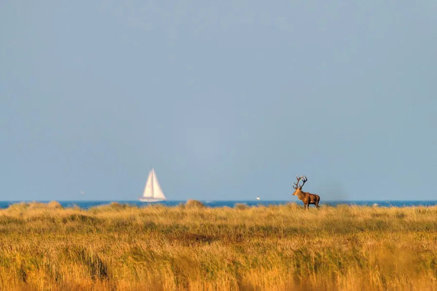 Hirsch steht im goldenen Herbstgras auf dem Fischland-Darß, im Hintergrund ein Segelboot auf der Ostsee.