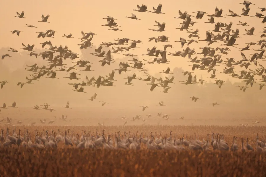 Großer Kranichschwarm beim Abflug über einem Herbstfeld auf dem Fischland-Darß im goldenen Morgenlicht.