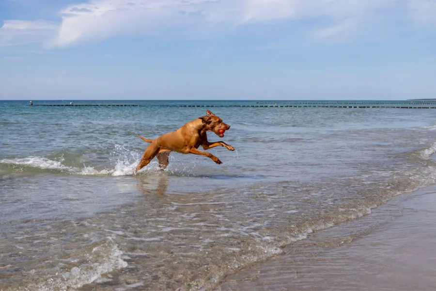 Hellbrauner Hund mit Ball im Maul springt durchs flache Wasser der Ostsee am Strand von Ahrenshoop auf Fischland-Darß.