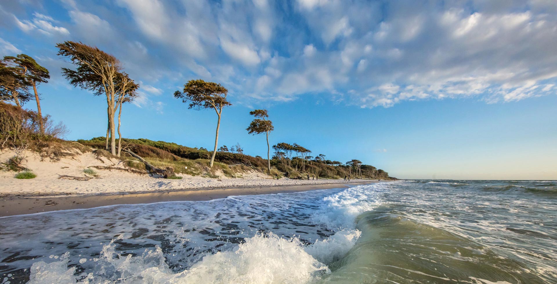 Weststrand auf dem Darß mit Windkiefern, weißem Sandstrand und Ostseewellen bei blauem Himmel.